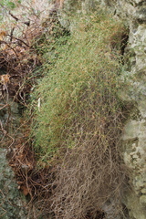 Galium fruticosum