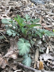 Geum vernum