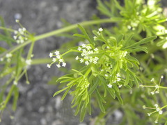 Apiastrum angustifolium