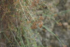 Galium fruticosum