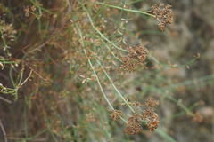 Galium fruticosum
