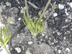 Apiastrum angustifolium