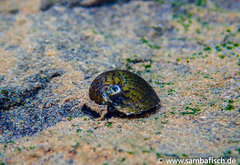 Clypeolum latissimum