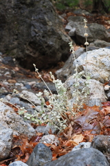 Pseudodictamnus mediterraneus