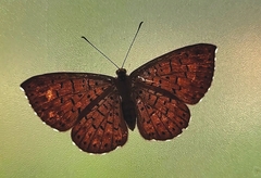 Riodininae