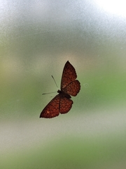 Riodininae