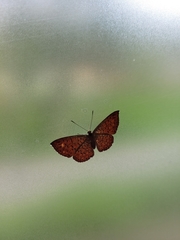 Riodininae