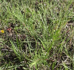 Liatris punctata mucronata