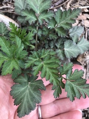 Geum vernum