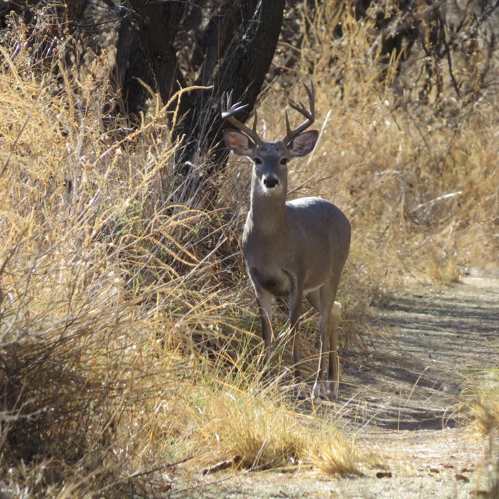 Coues's White-tailed Deer from Cochise County, AZ, USA on December 29 ...