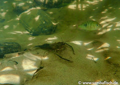 Macrobrachium crebrum