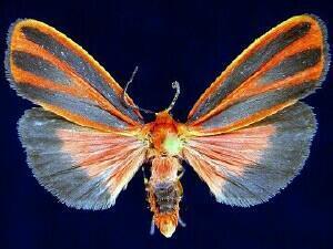 Scarlet-winged Lichen Moth