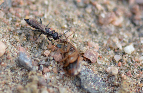 Representative image of Dolichurus corniculus