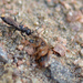 Dolichurus corniculus - Photo (c) Jani Järvi, some rights reserved (CC BY-NC-SA), uploaded by Jani Järvi