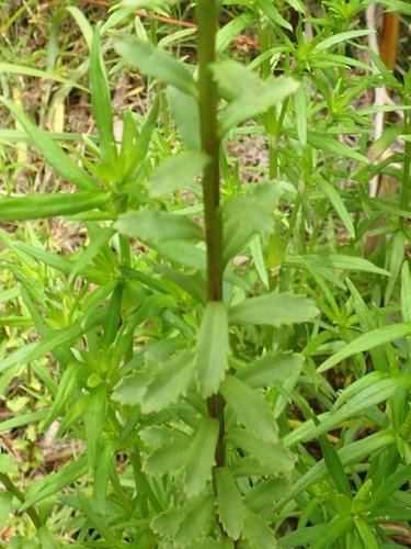 Image of Pseudoselago langebergensis by no rights reserved