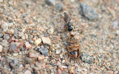 Dolichurus corniculus