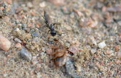 Dolichurus corniculus