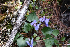Viola mauritii