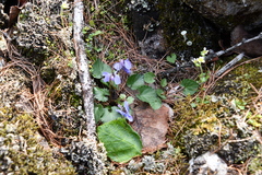 Viola mauritii