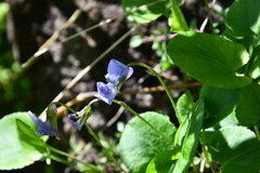 Viola rupestris