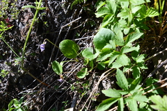 Viola rupestris