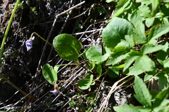 Viola rupestris