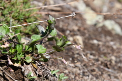 Viola rupestris