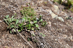 Viola rupestris