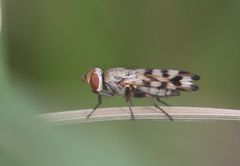 Melieria