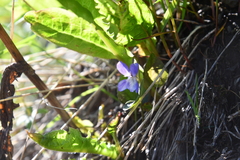 Viola rupestris