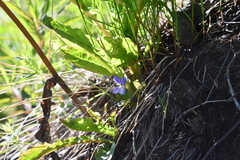 Viola rupestris