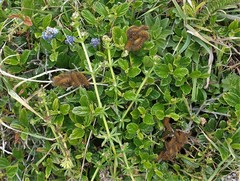 Hemileuca eglanterina