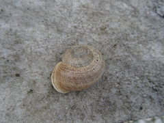 Otala lactea