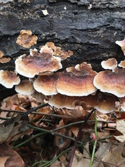 Fungi