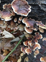 Fungi