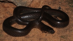 Limnophis bicolor