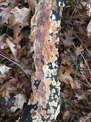 Fungi