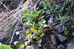 Viola rupestris
