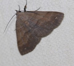 Ophyx eurrhoa