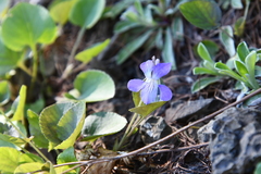 Viola rupestris