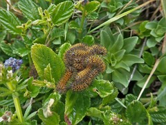 Hemileuca eglanterina