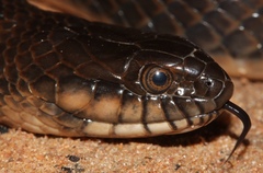 Limnophis bicolor