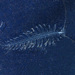 Tomopteris helgolandica - Photo (c) kristobal22, algunos derechos reservados (CC BY-NC), subido por kristobal22