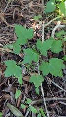 Drusa glandulosa