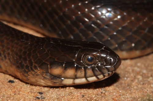 Photo of a Bicolored Swamp Snake (Limnophis bicolor)