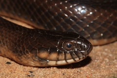 Limnophis bicolor
