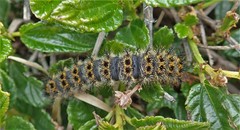 Hemileuca eglanterina