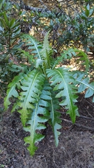 Sonchus hierrensis