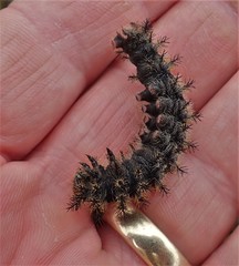 Hemileuca eglanterina