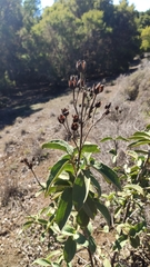 Cistus chinamadensis
